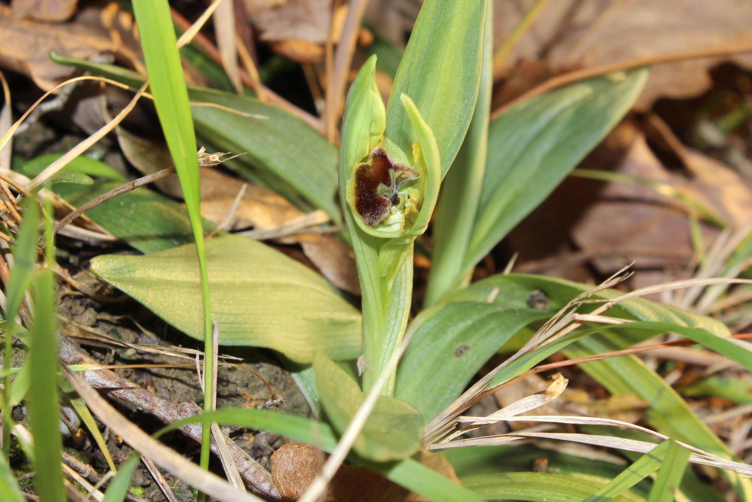 La prima O. massiliensis