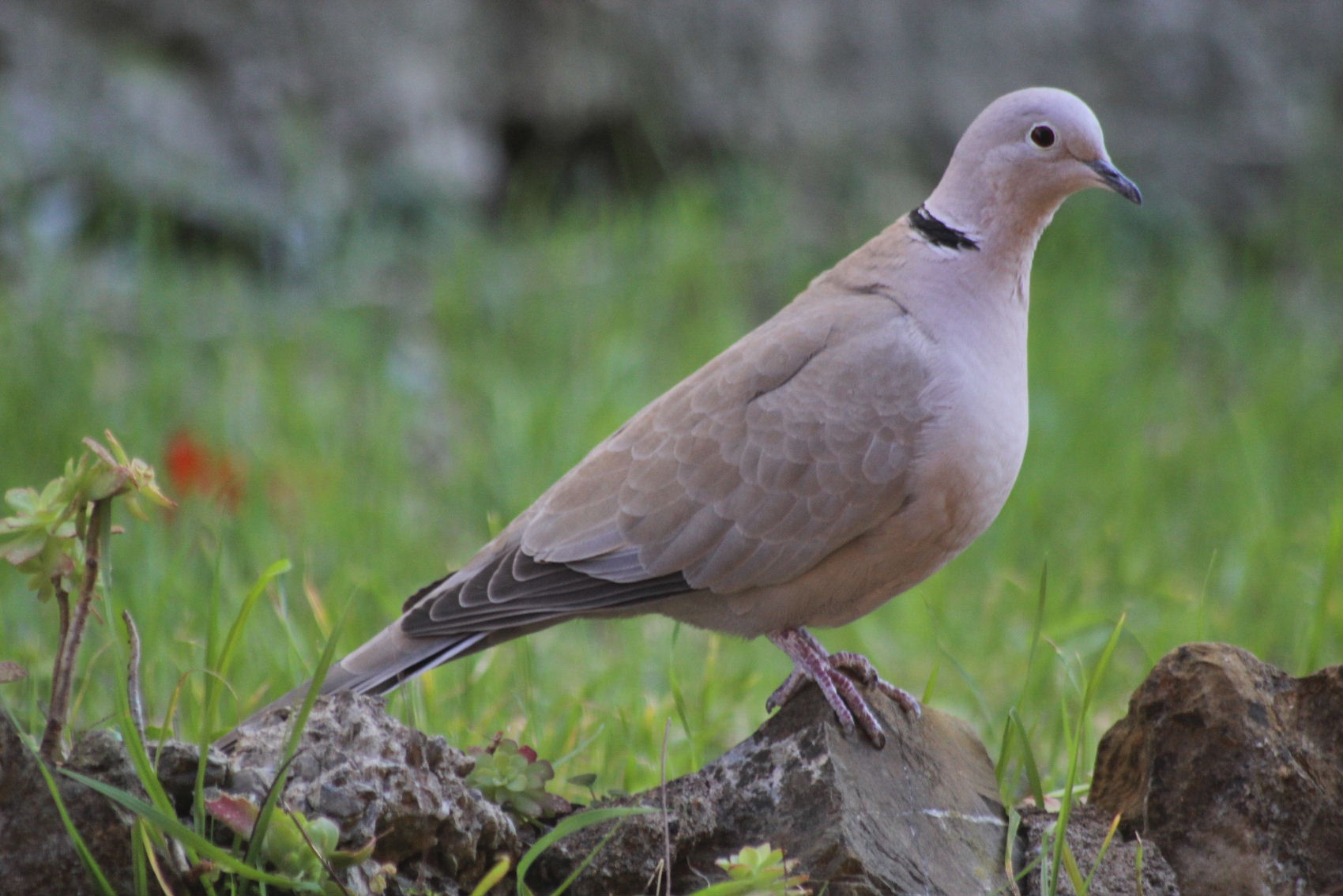Altri clienti della paninoteca