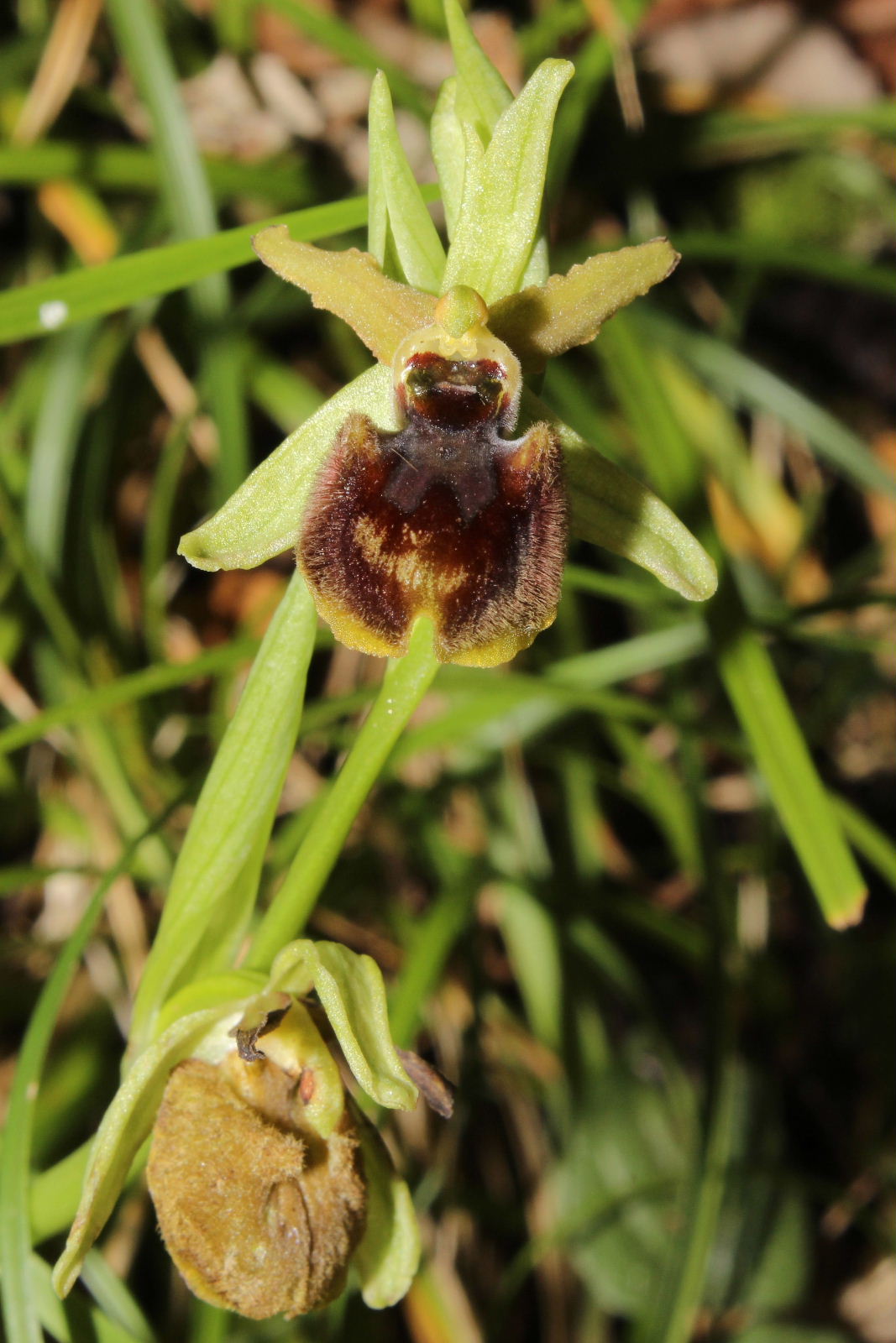 Ophrys sphegodes subsp. ??