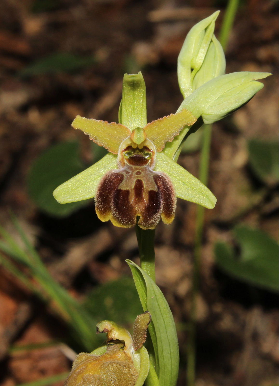 Ophrys sphegodes subsp. ??