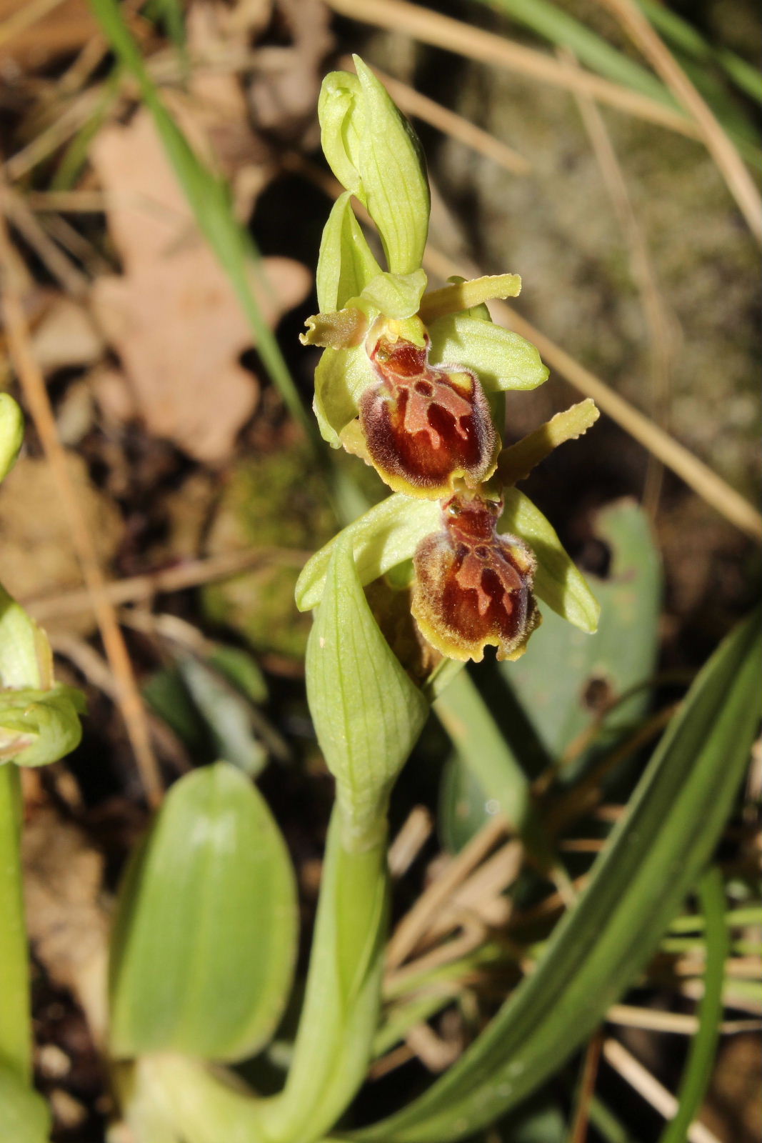 Ophrys sphegodes subsp. ??