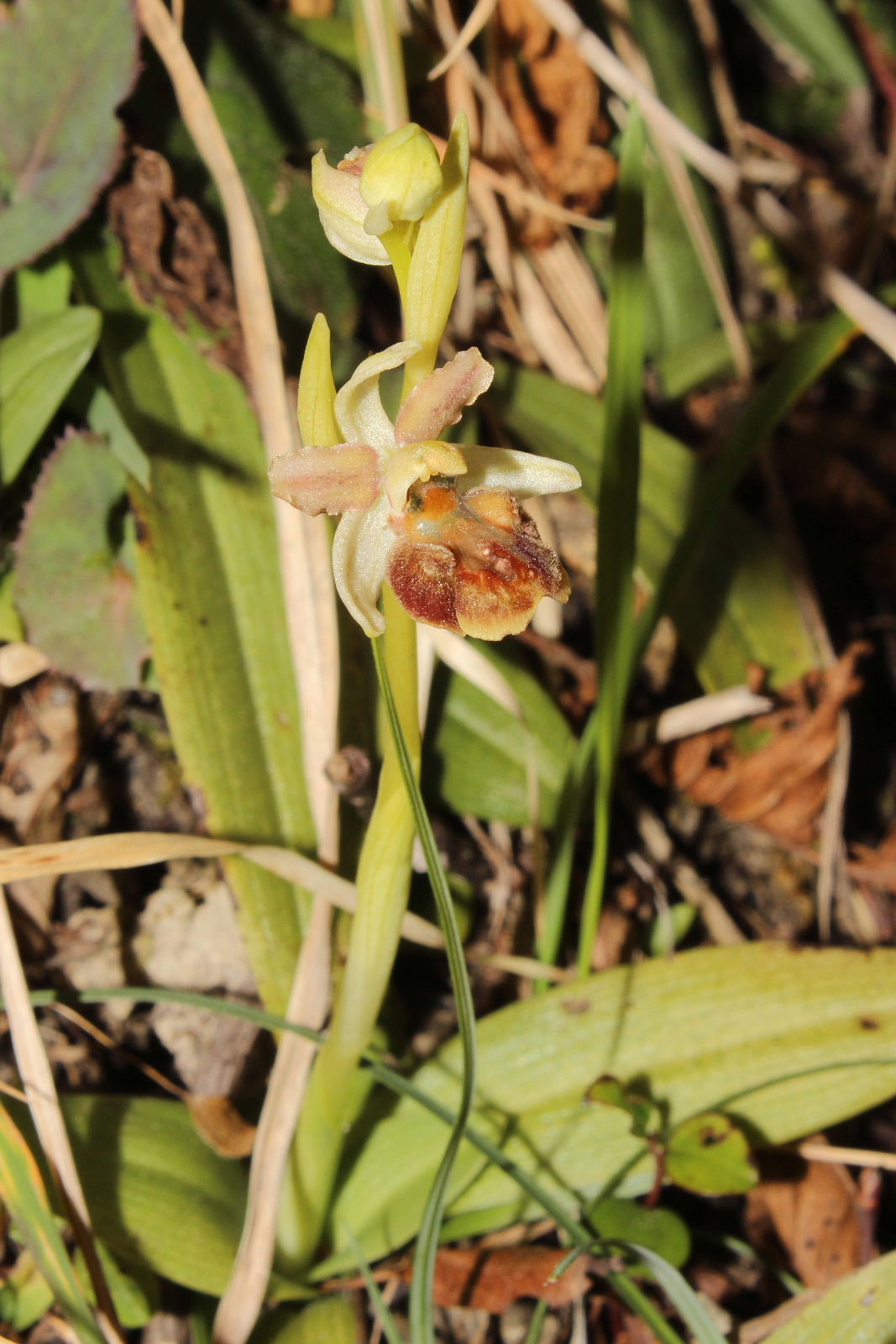 Ophrys sphegodes subsp. ??