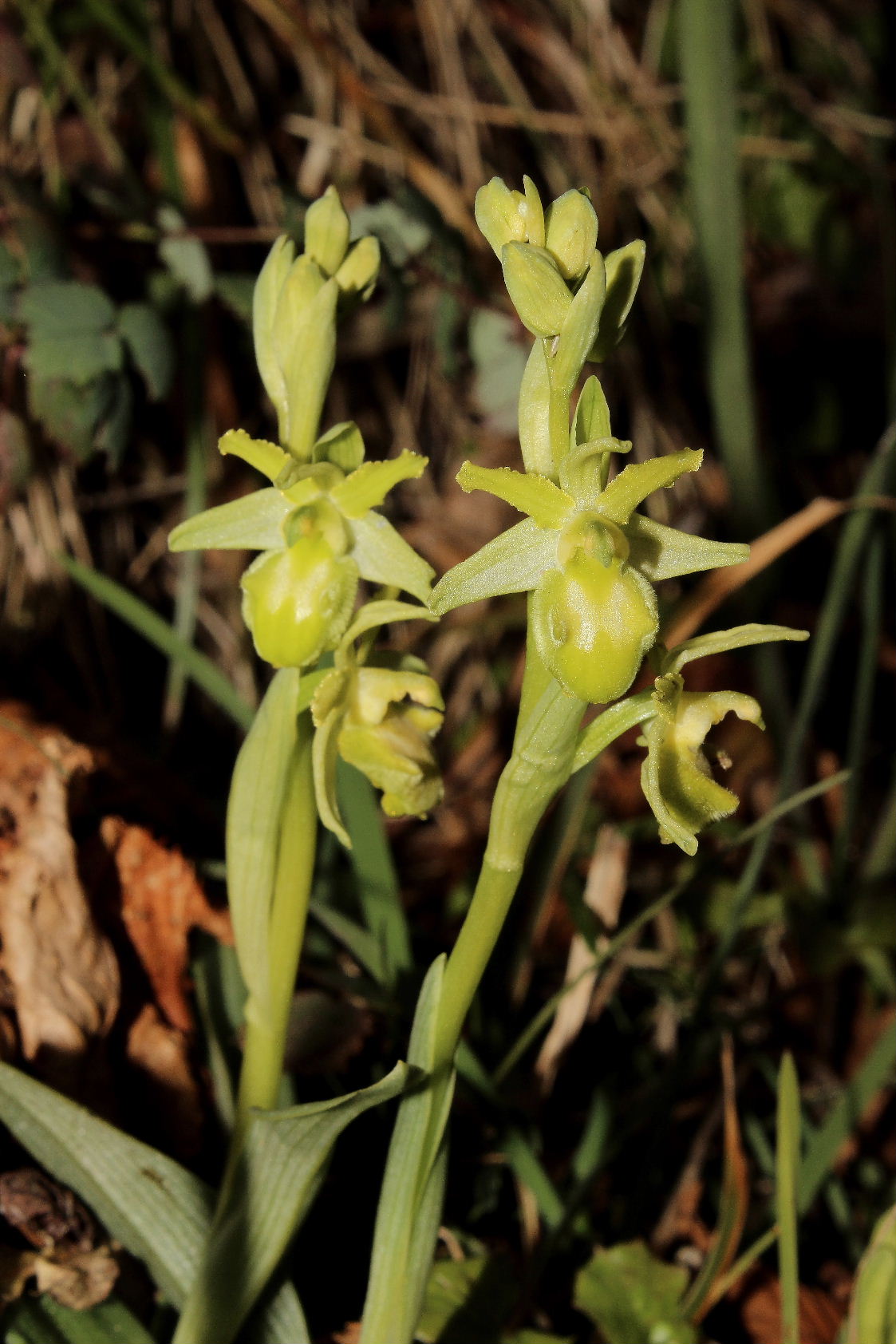 Ophrys massiliensis apocromatica