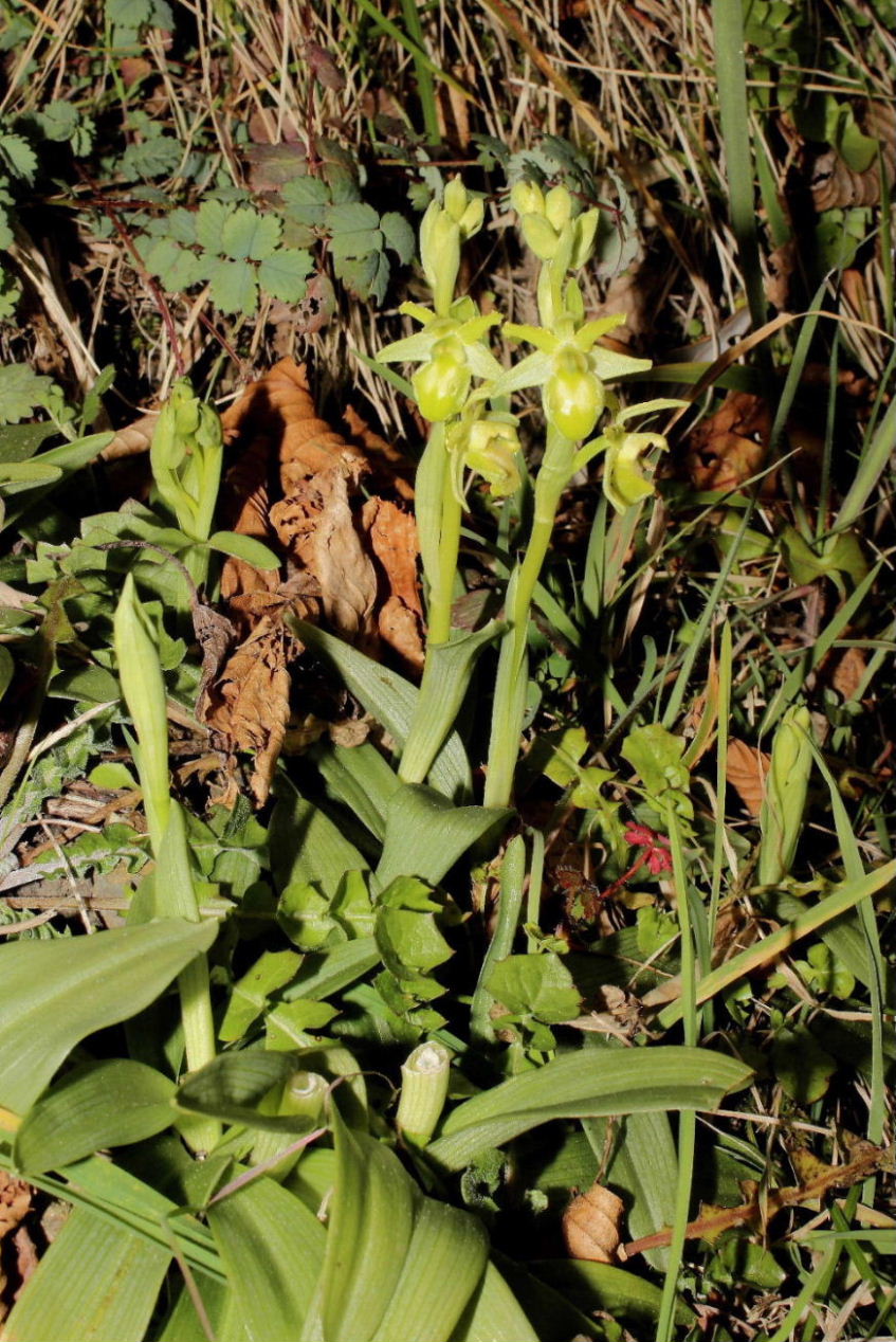 Ophrys massiliensis apocromatica