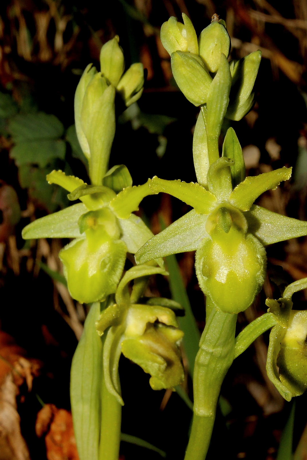 Ophrys massiliensis apocromatica