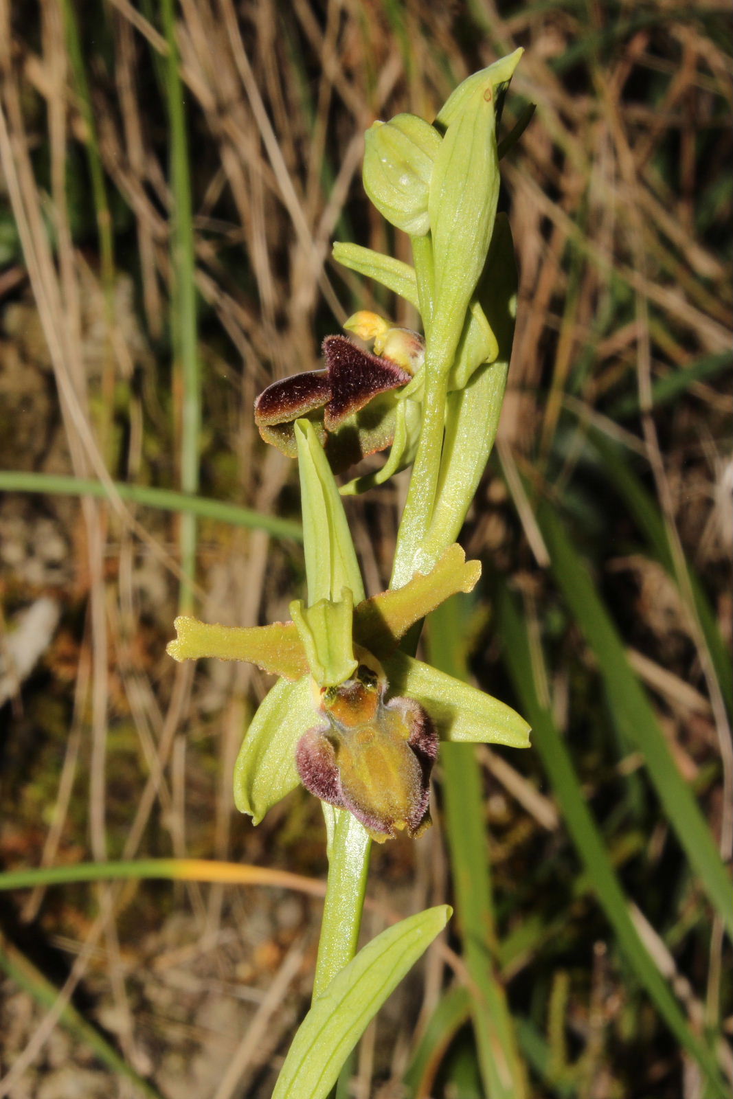 Ophrys sphegodes subsp. ??