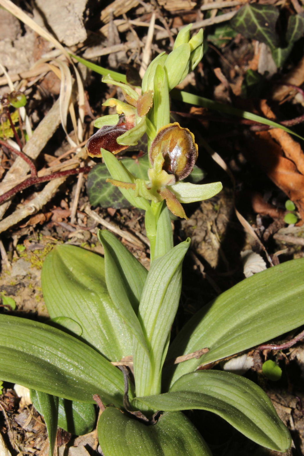 Ophrys sphegodes subsp. ??