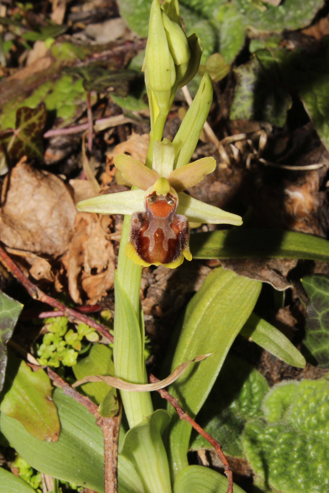 Ophrys sphegodes subsp. ??