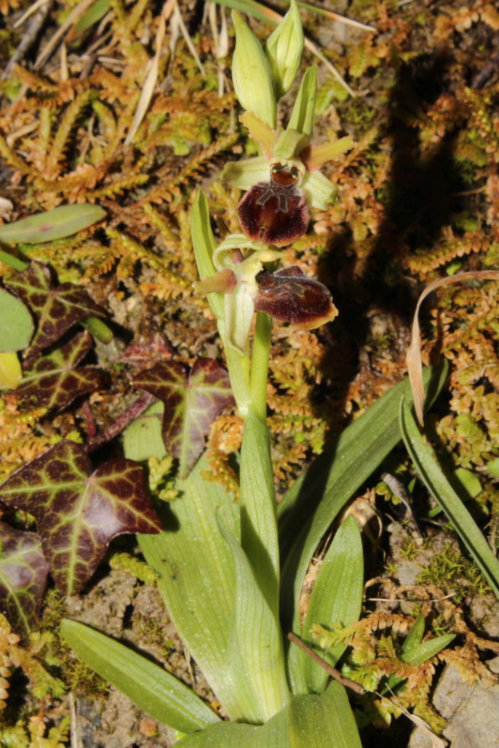 Ophrys sphegodes subsp. ??