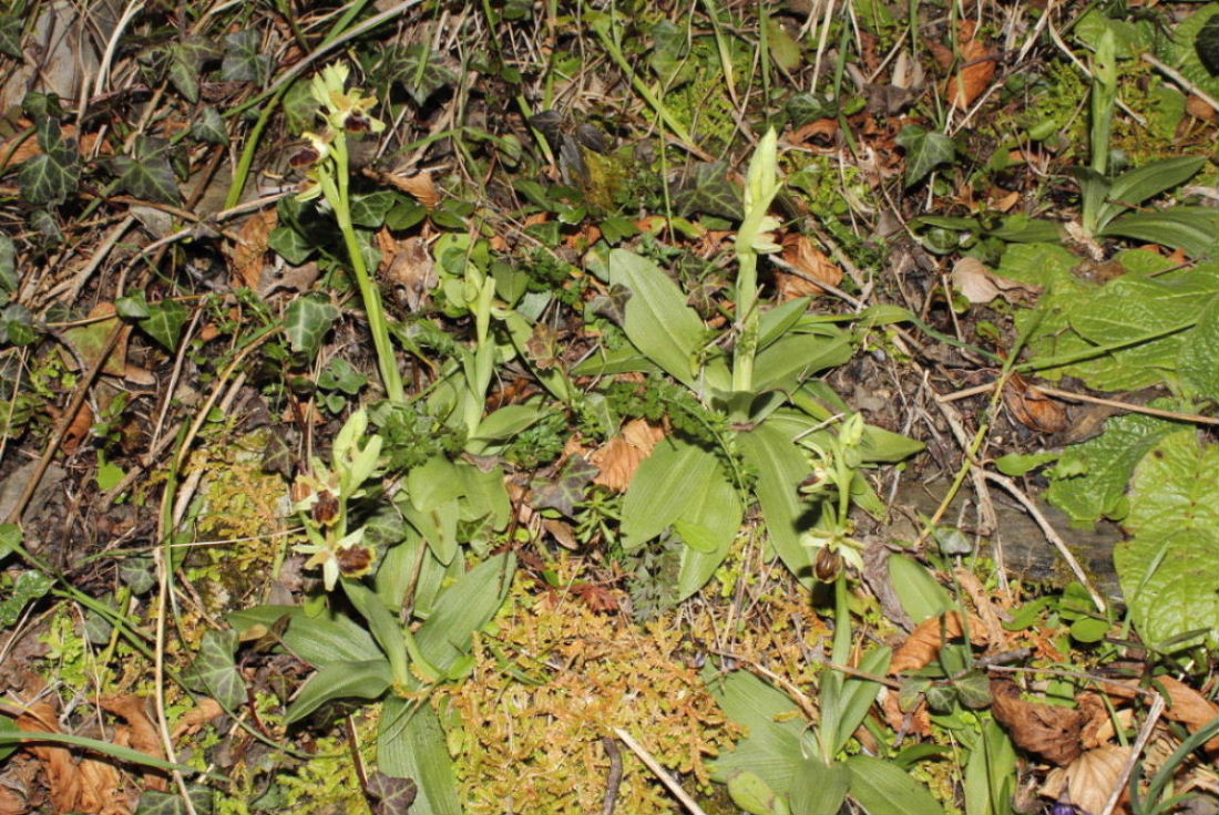 Ophrys sphegodes subsp. ??