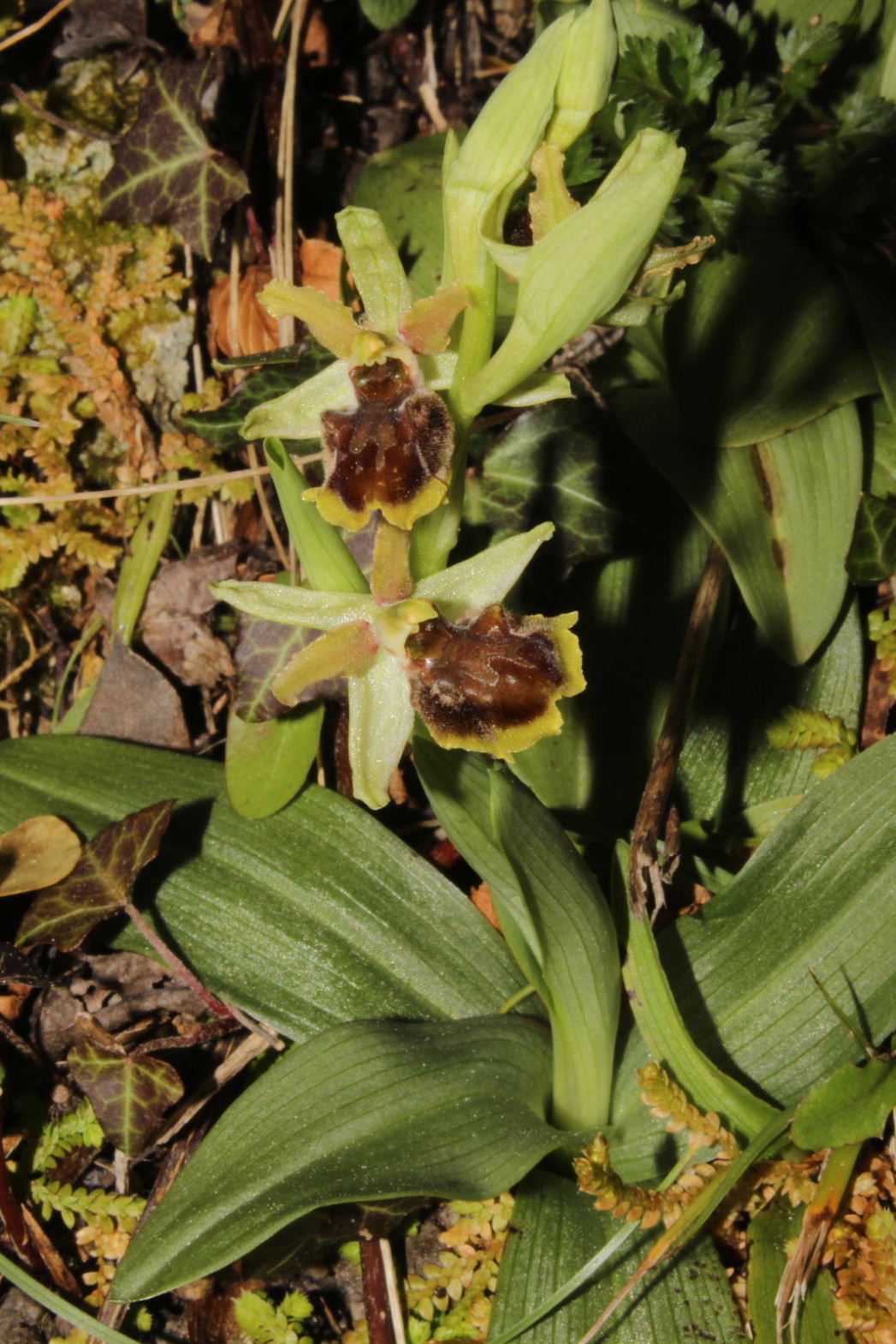 Ophrys sphegodes subsp. ??