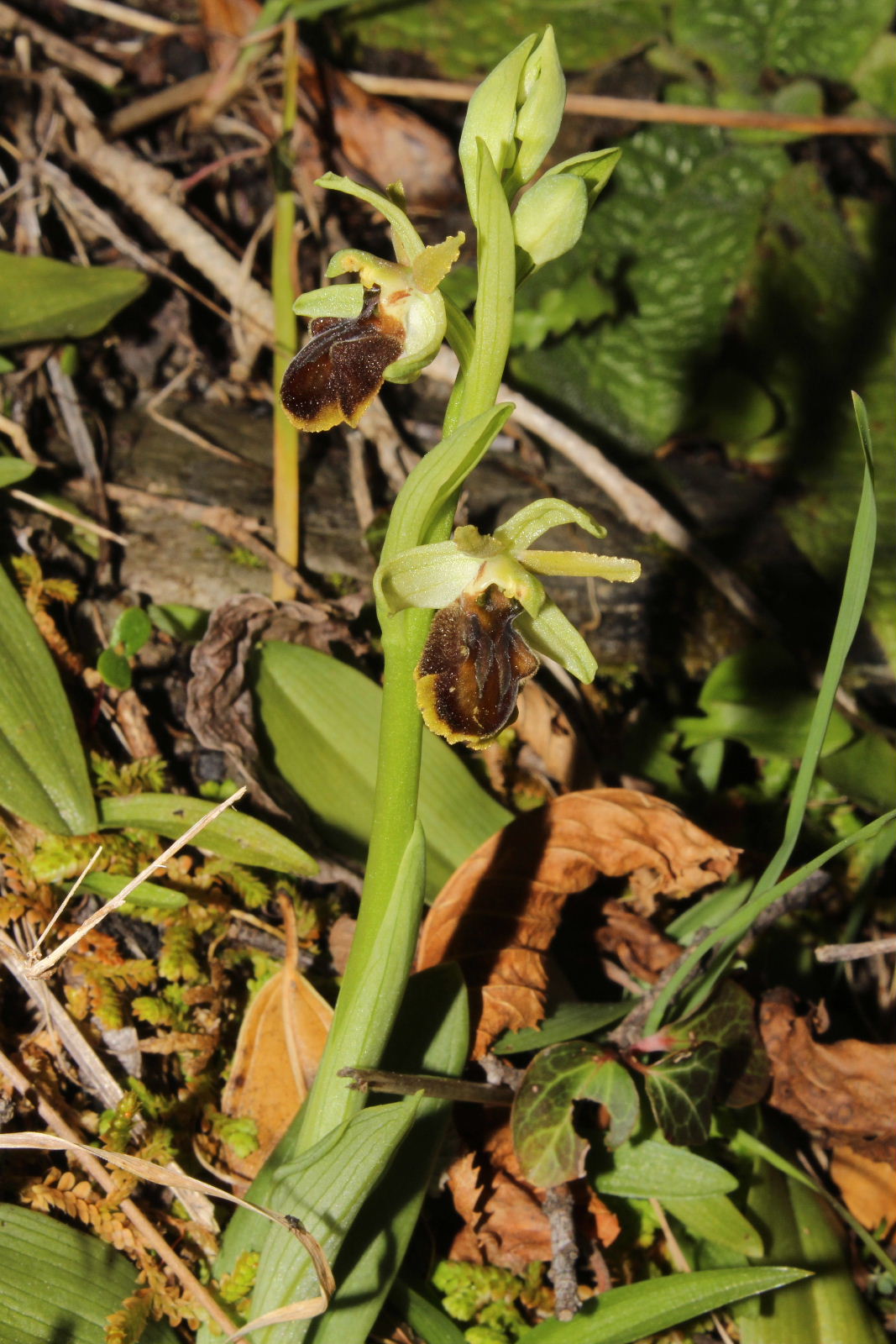 Ophrys sphegodes subsp. ??