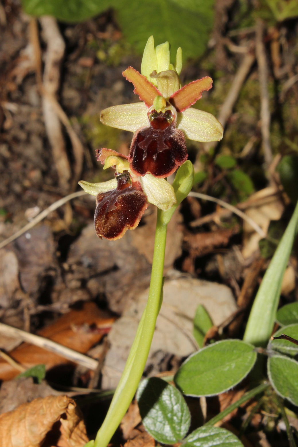 Ophrys sphegodes subsp. ??