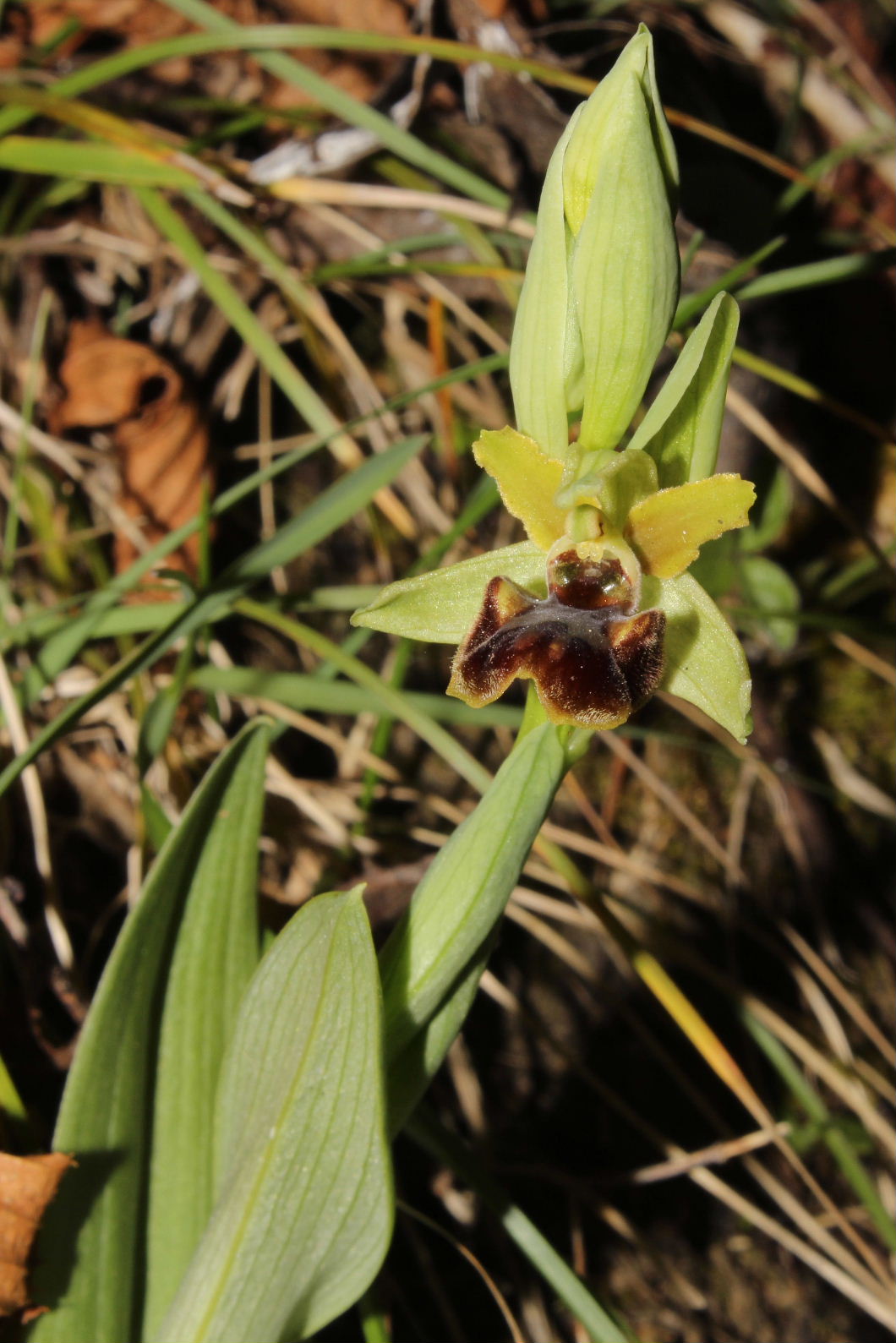 Ophrys sphegodes subsp. ??