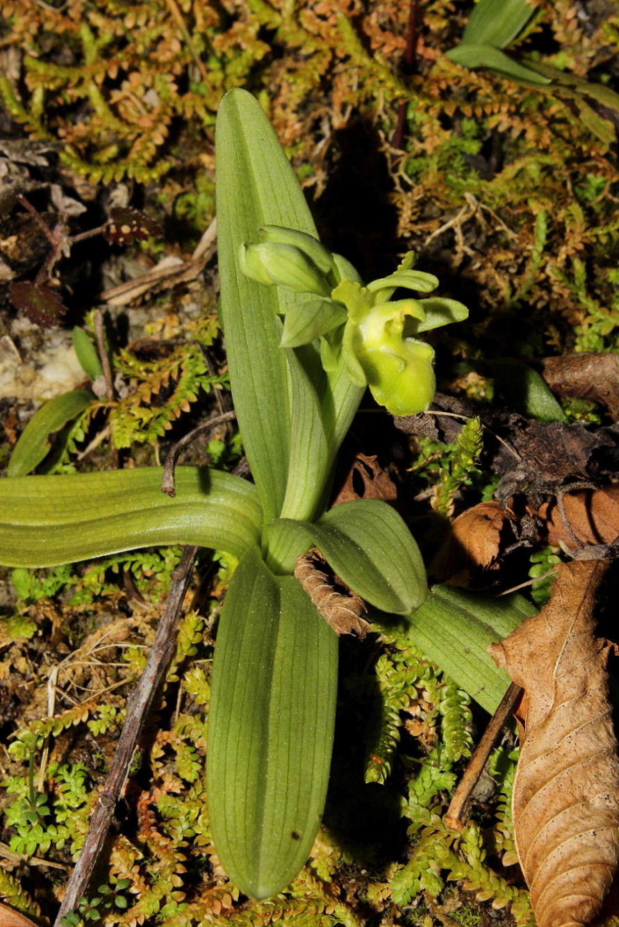 Ophrys massiliensis apocromatica