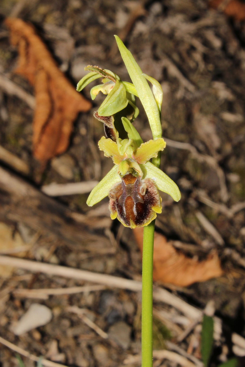 Ophrys sphegodes subsp. ??