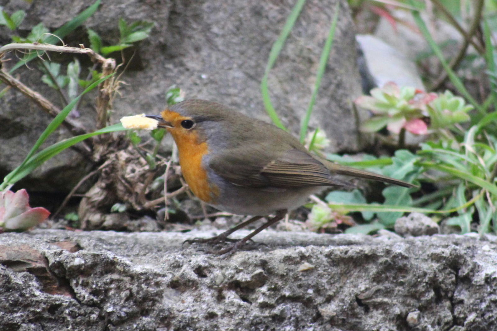 Altri clienti della paninoteca