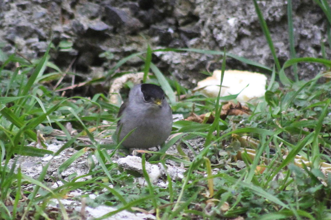 Altri clienti della paninoteca