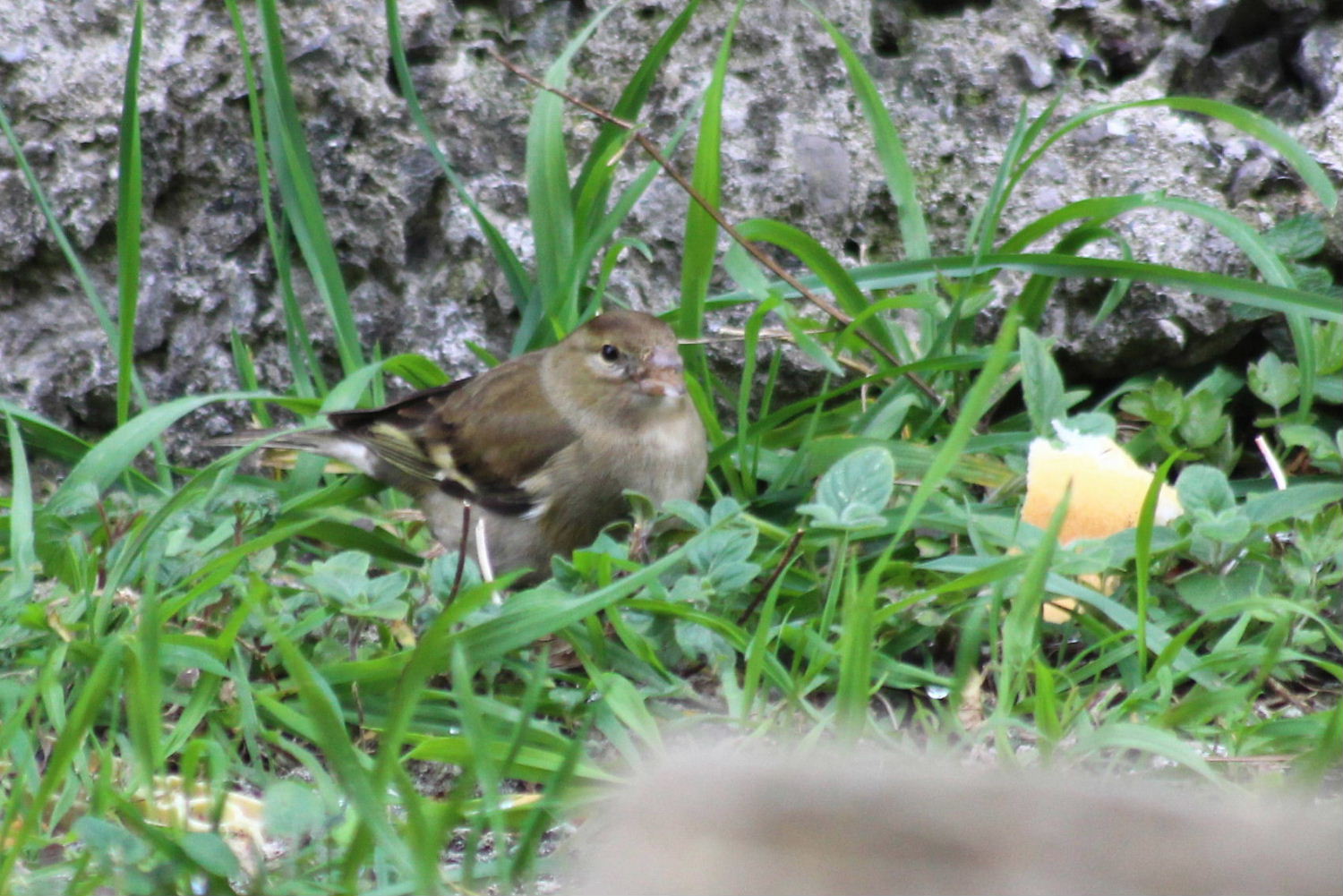 Altri clienti della paninoteca