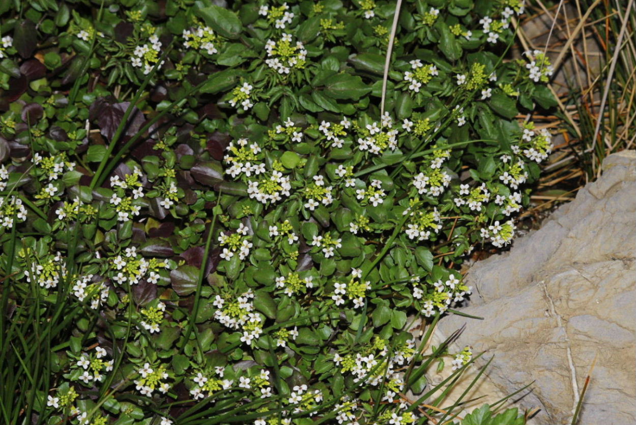 Nasturtium officinale / Crescione d''acqua