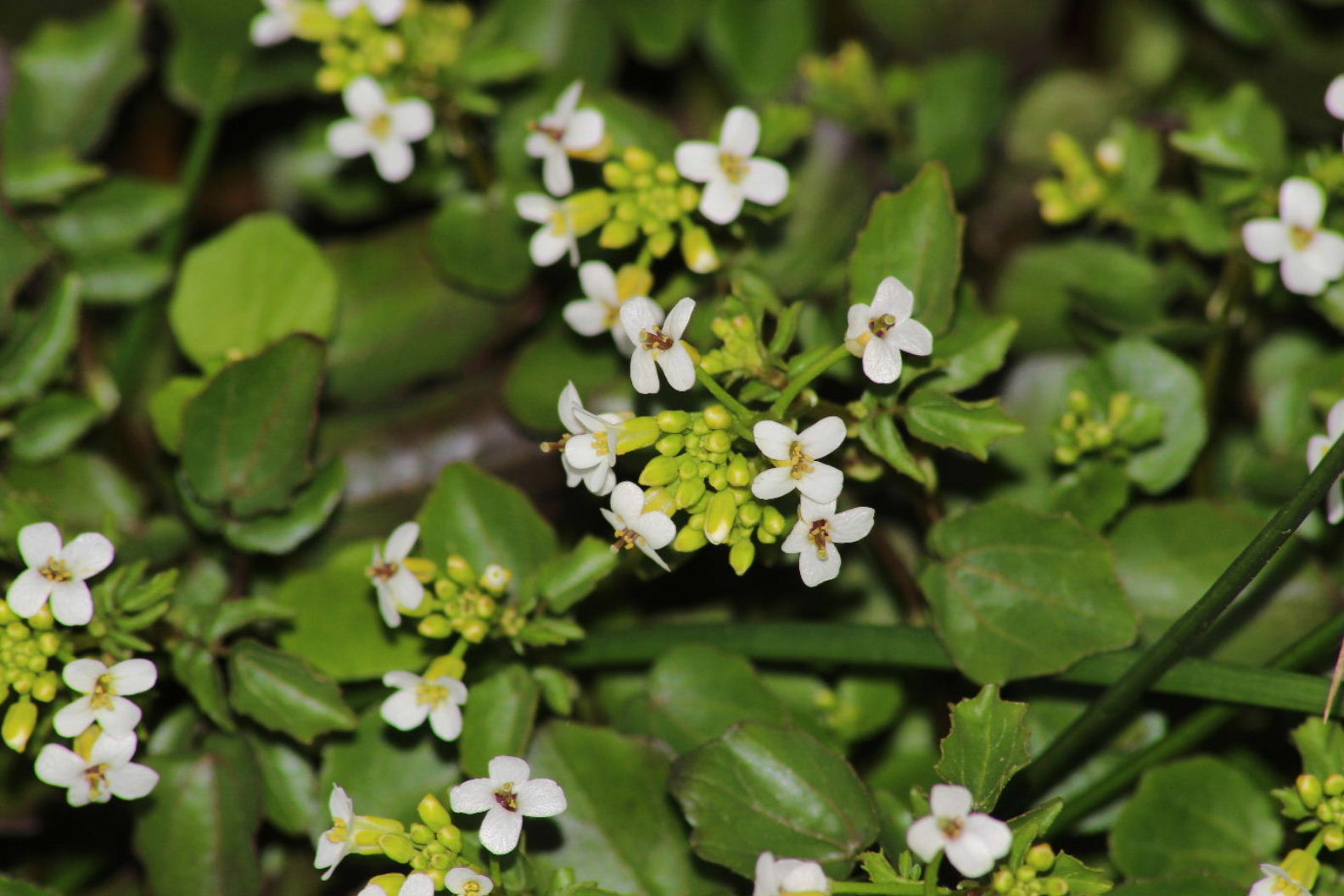 Nasturtium officinale / Crescione d''acqua