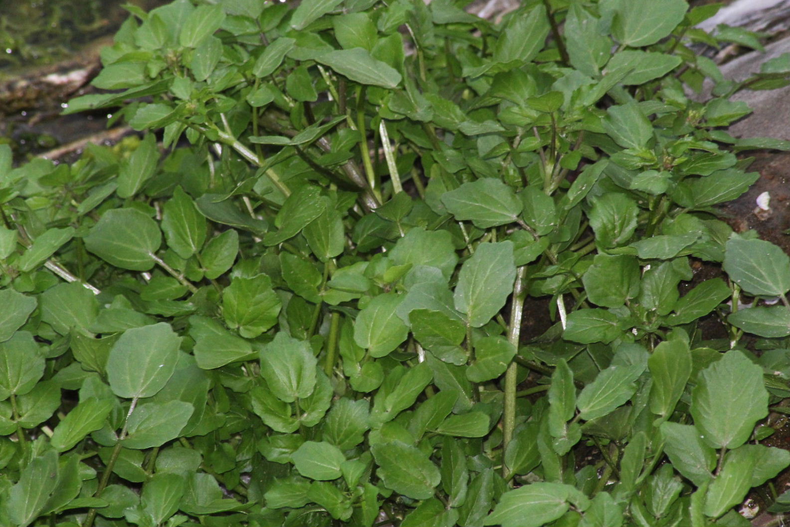 Nasturtium officinale / Crescione d''acqua
