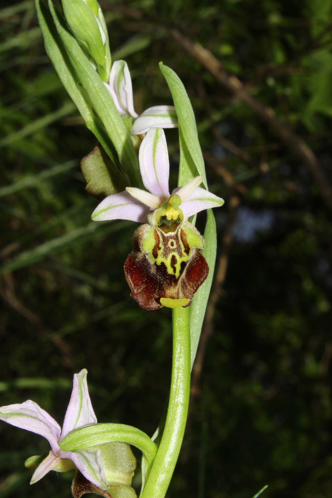 Orchidee varie prov. Cuneo e savona