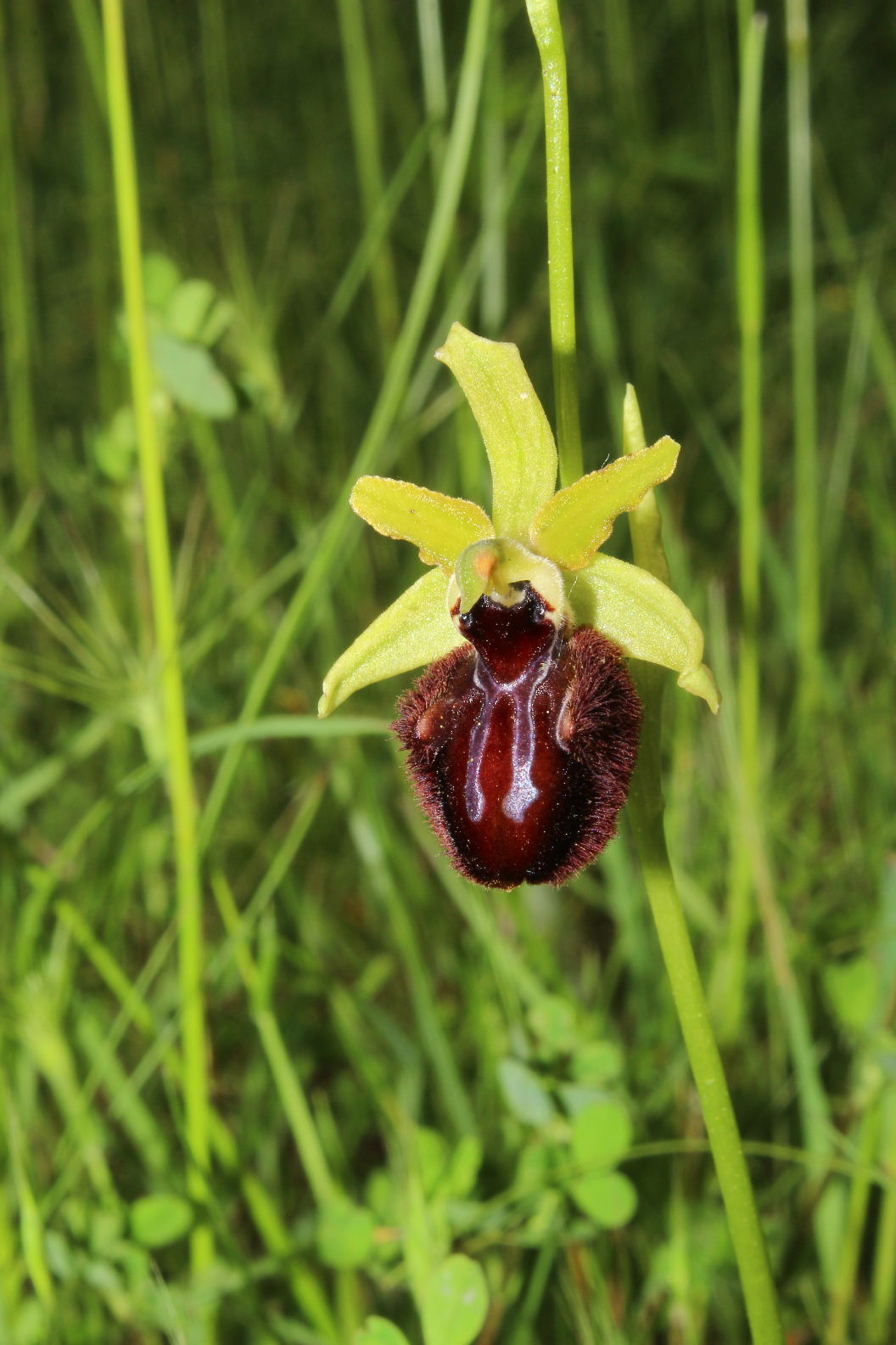 Orchidee varie prov. Cuneo e savona