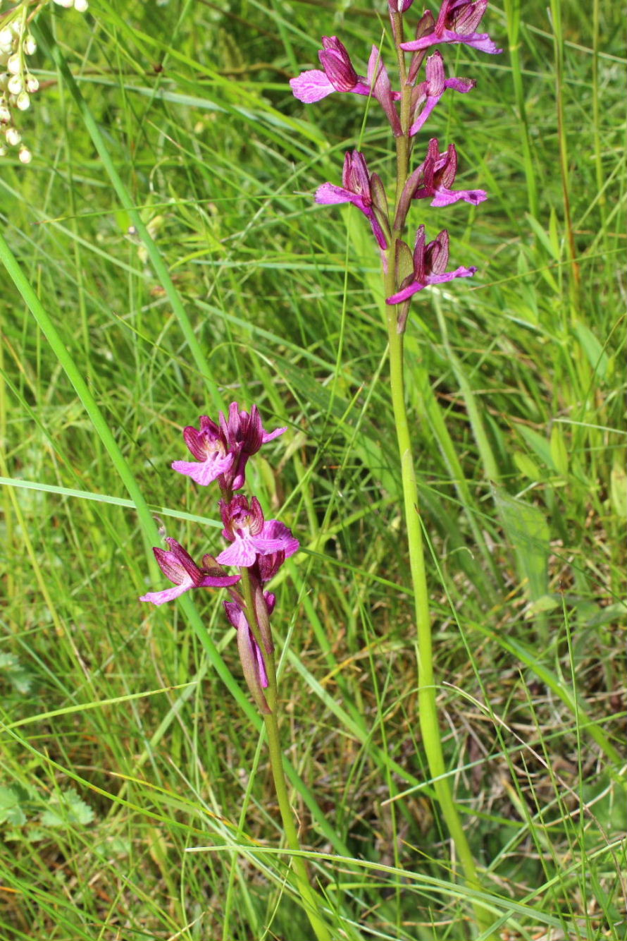 Orchidee varie prov. Cuneo e savona