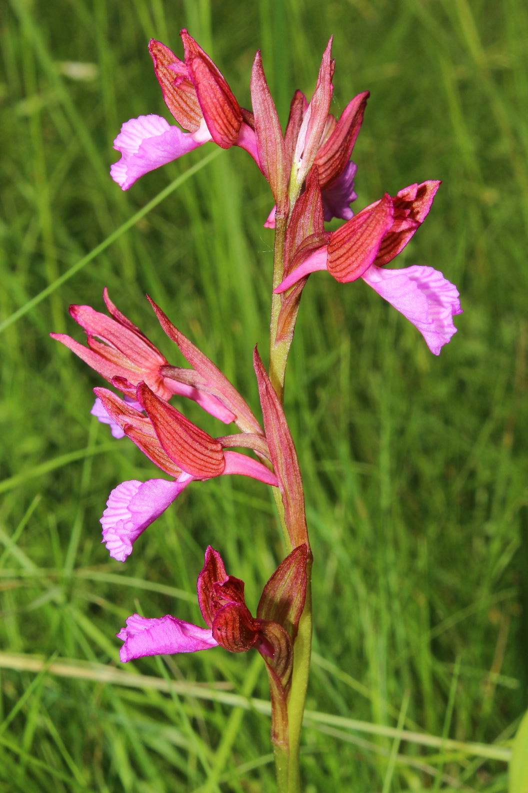 Orchidee varie prov. Cuneo e savona