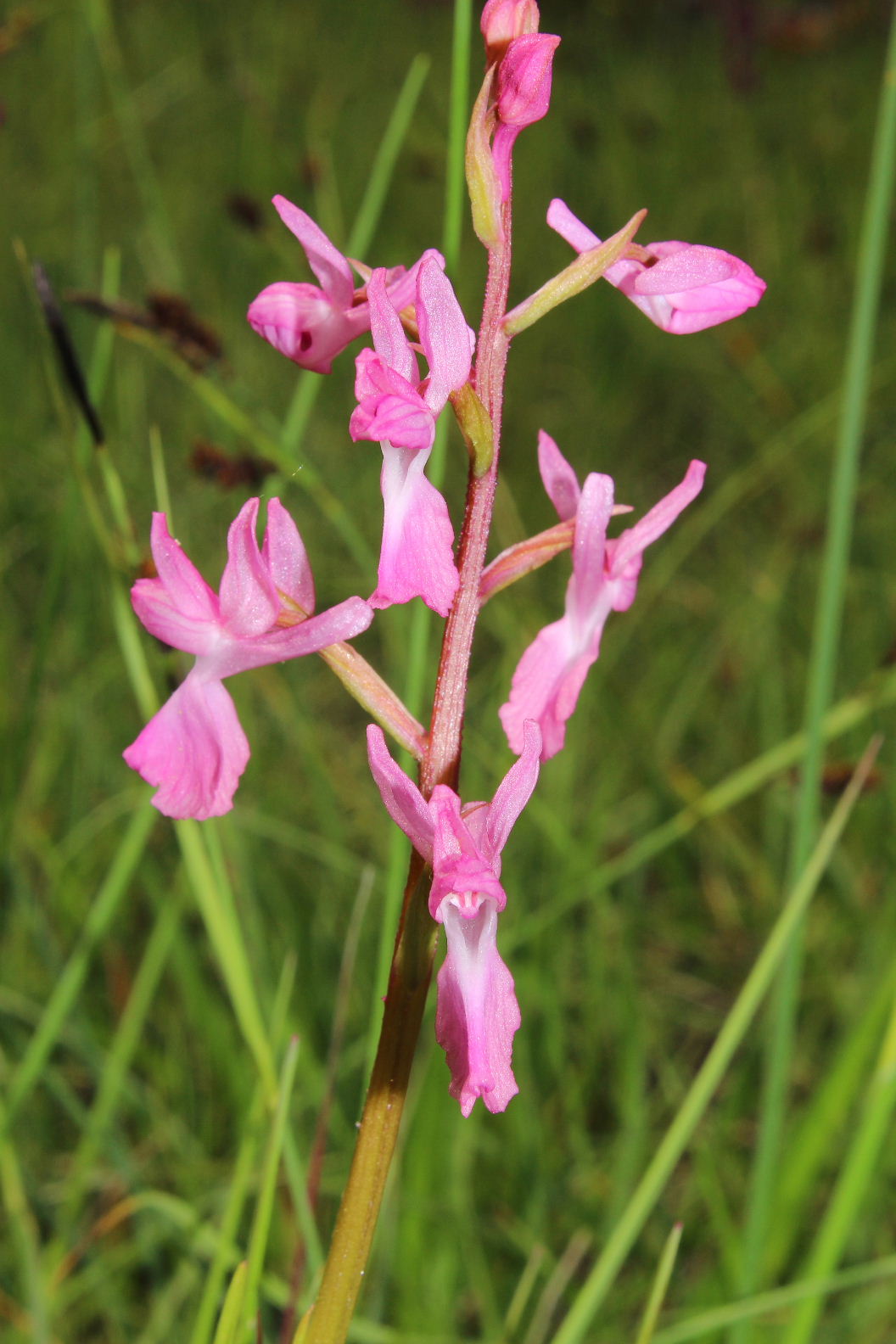 Orchidee varie prov. Cuneo e savona