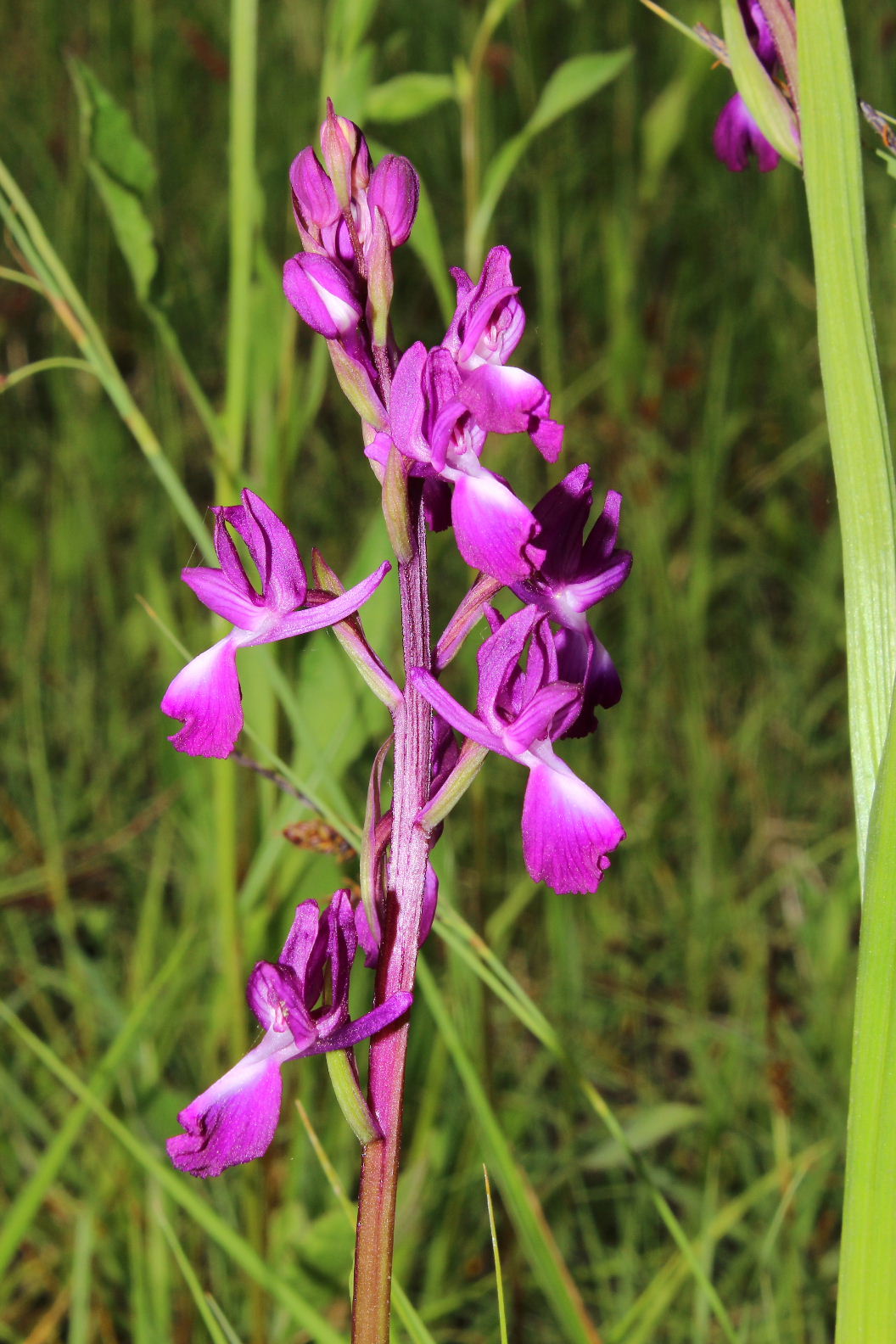 Orchidee varie prov. Cuneo e savona