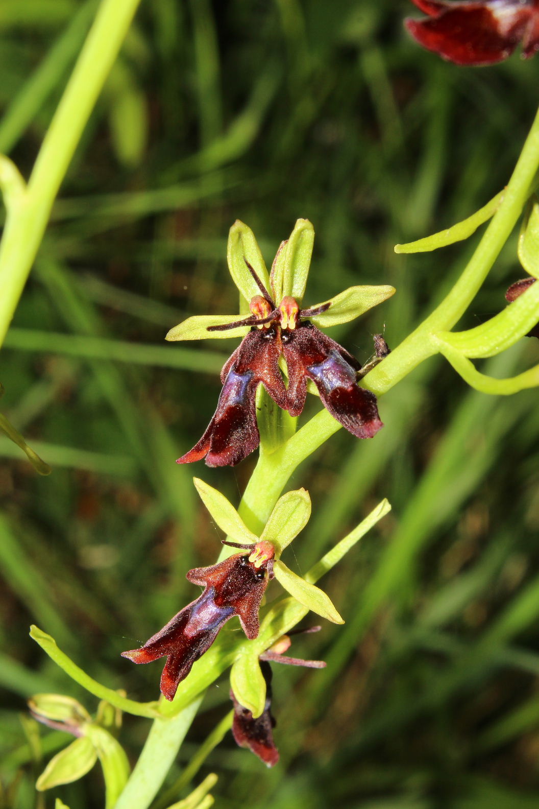 Orchidee varie prov. Cuneo e savona