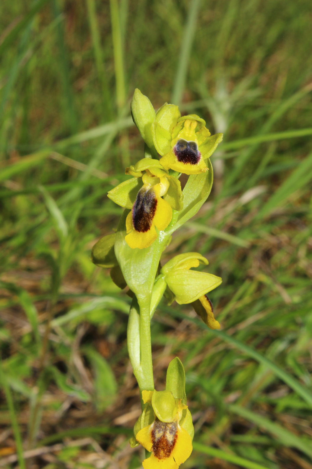 Orchidee varie prov. Cuneo e savona