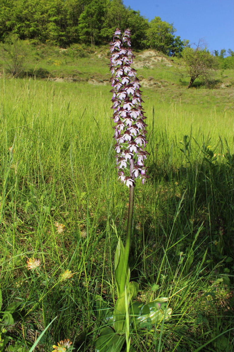 Orchidee varie prov. Cuneo e savona