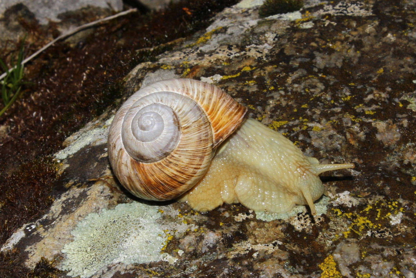 Chiocciole da determinare