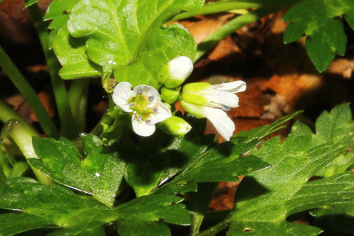 Cardamine amara