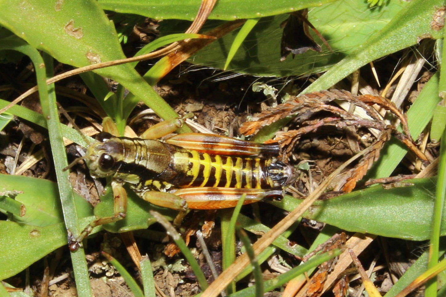 Maschio di Podisma dechambrei