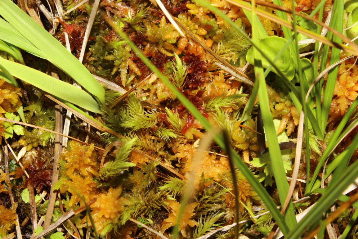 Lycopodiella inundata / Licopodio inondato