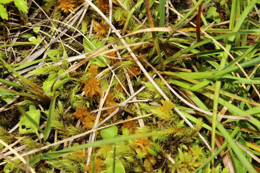 Lycopodiella inundata / Licopodio inondato
