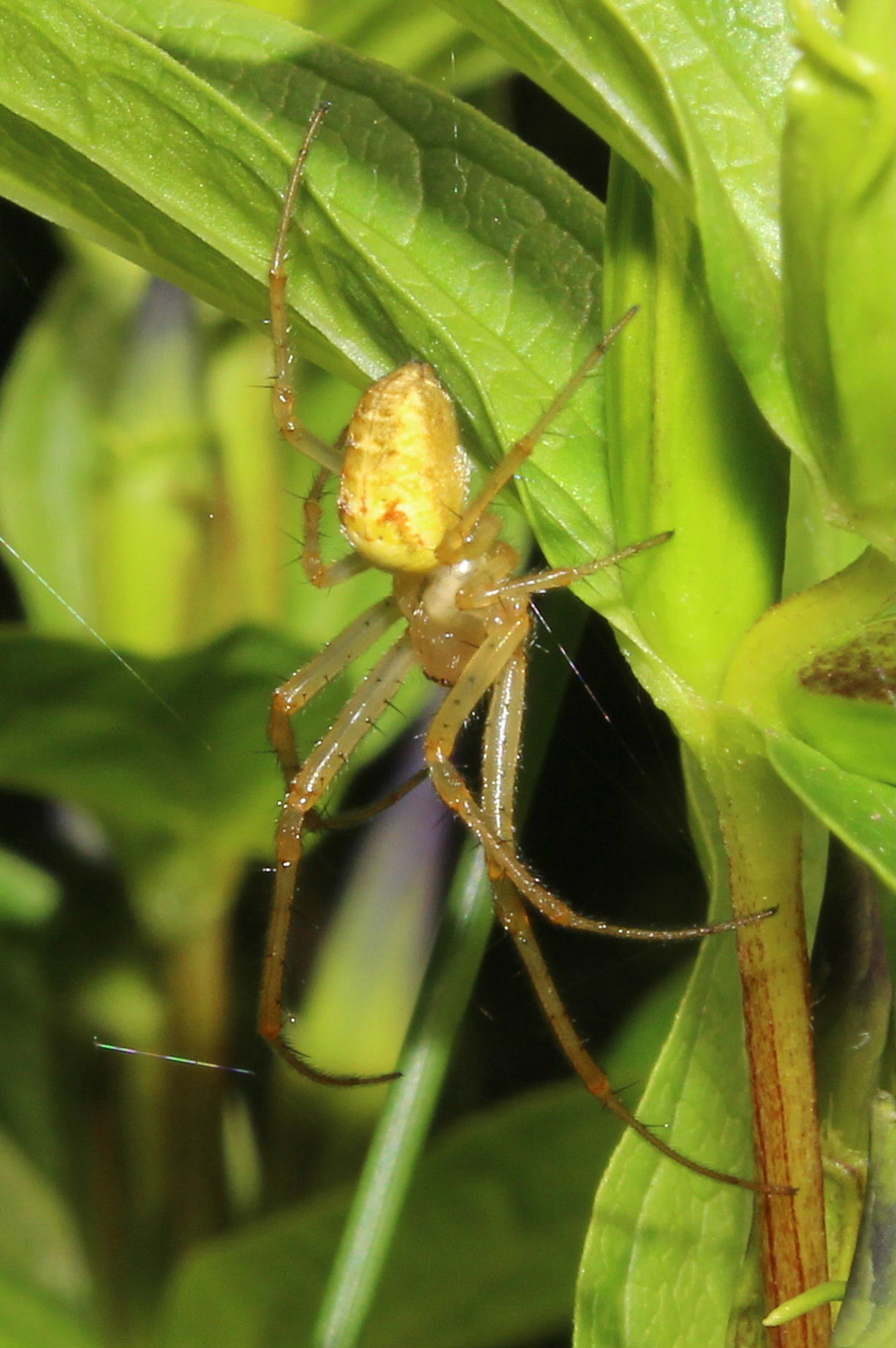 Metellina sp. - Val d�Aveto (GE)