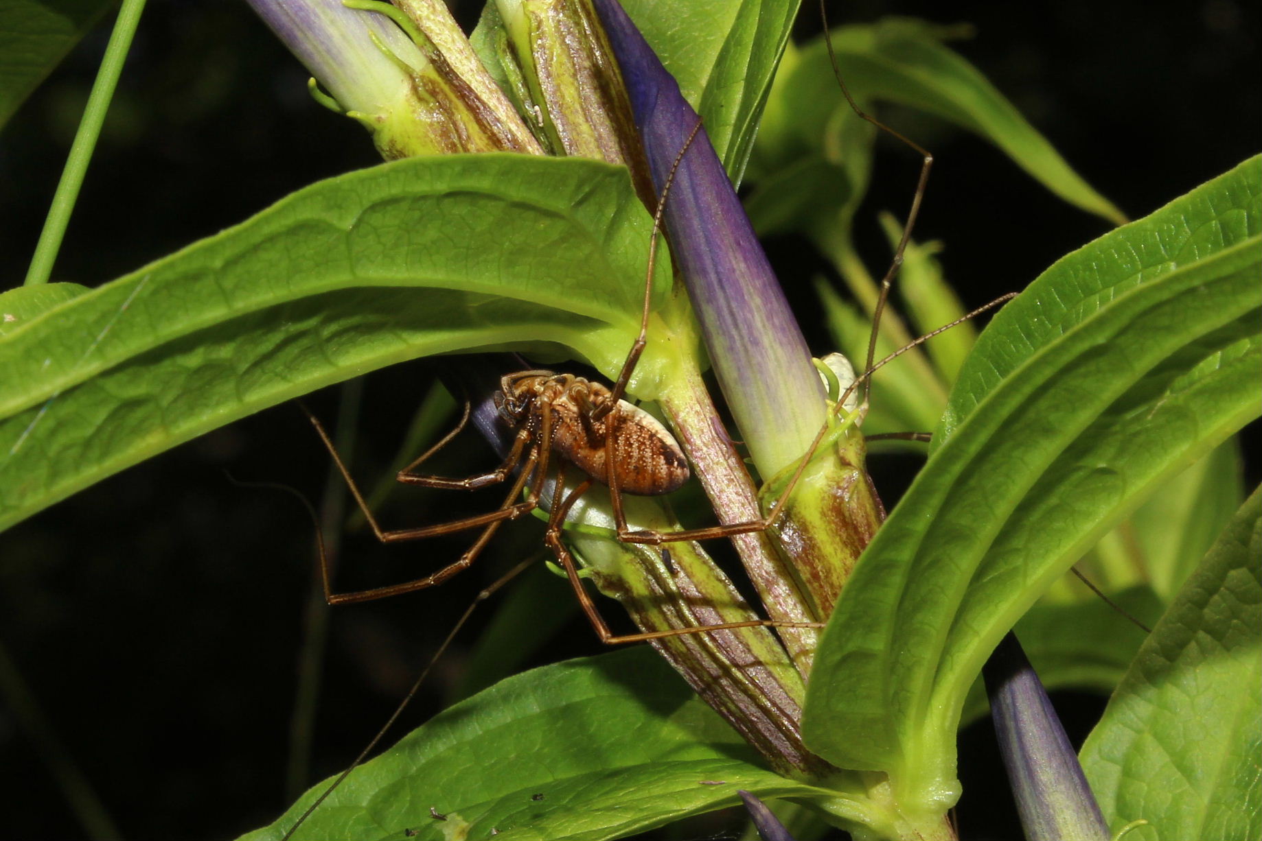 Mitopus morio (Phalangiidae)