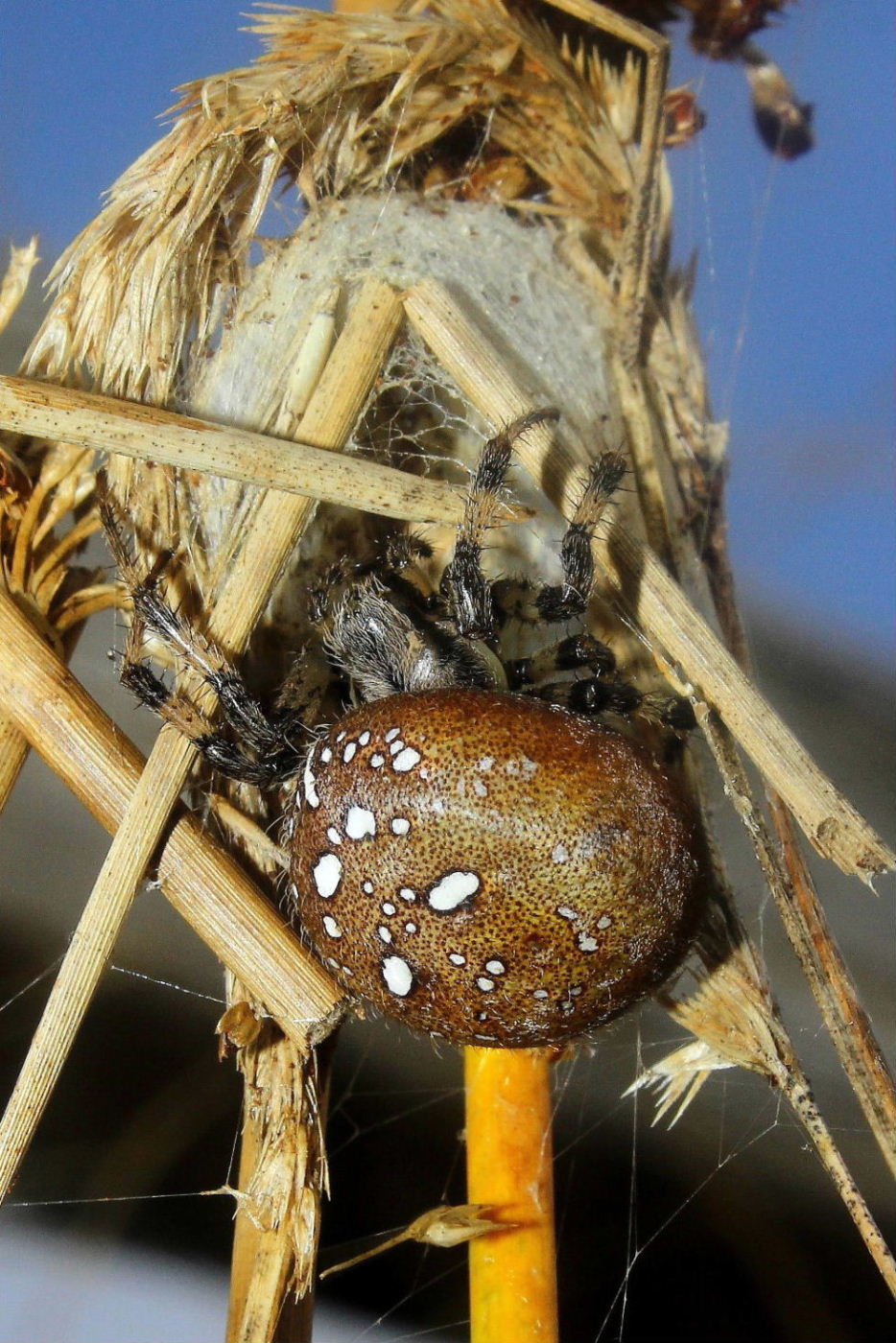 Araneus quadratus - Varazze (SV)