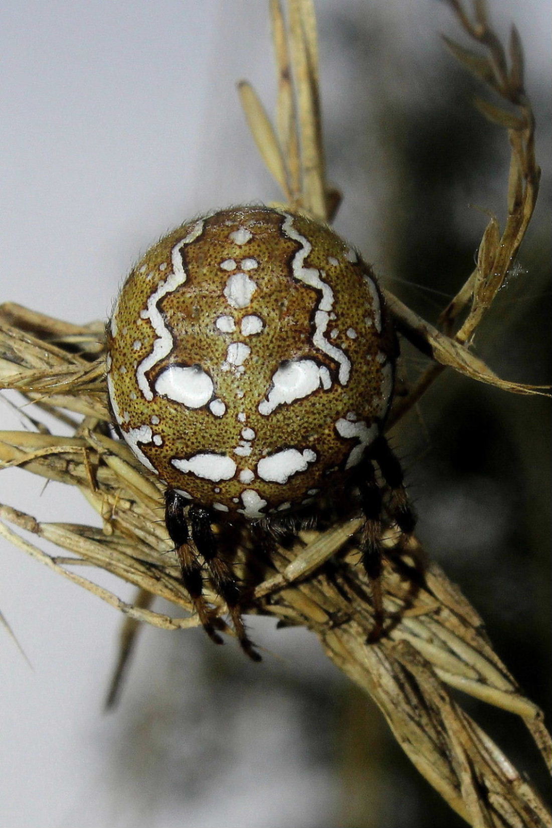 Araneus quadratus - Monte Beigua, Varazze (SV)