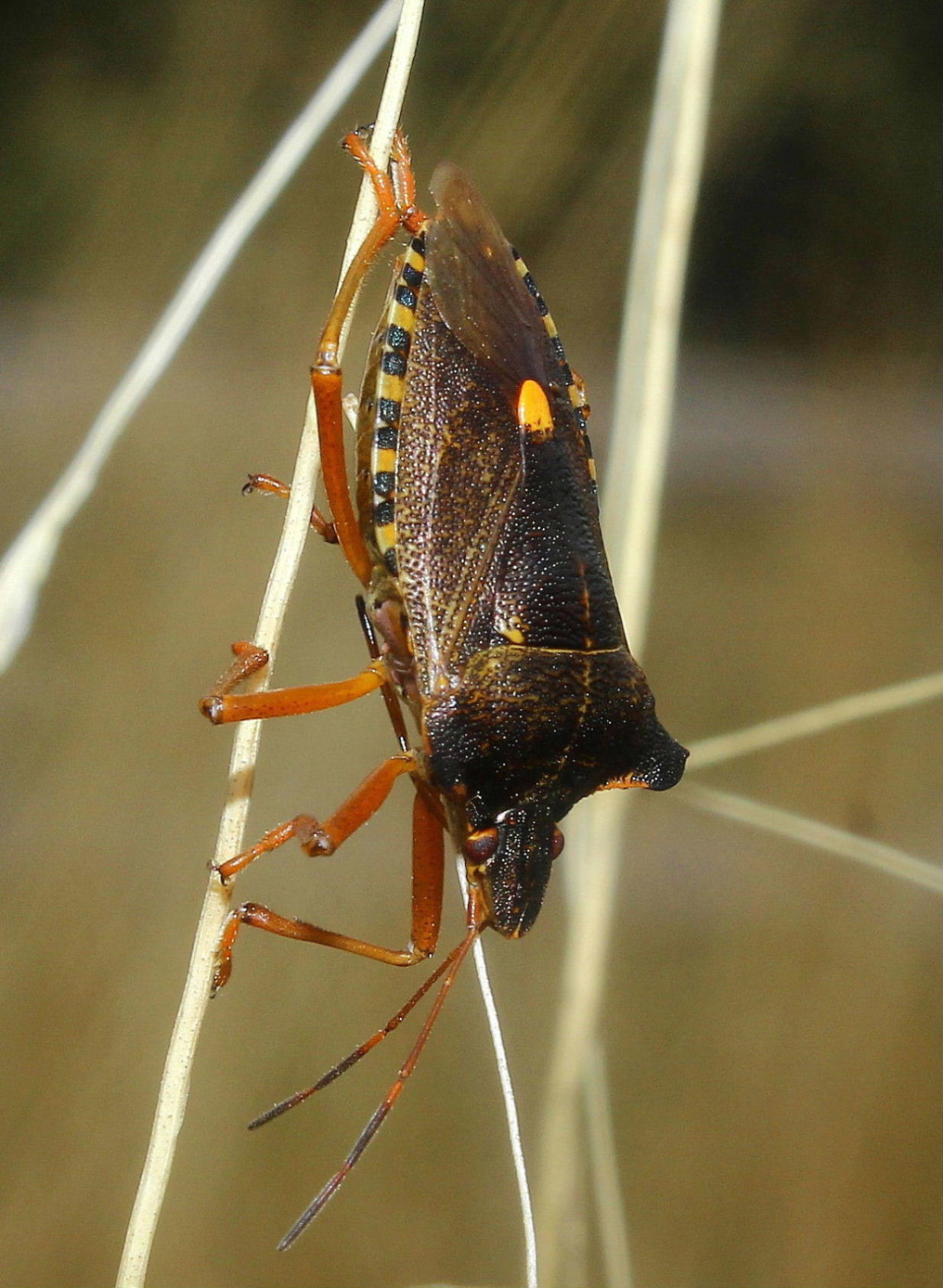 Pentatoma rufipes ?  S