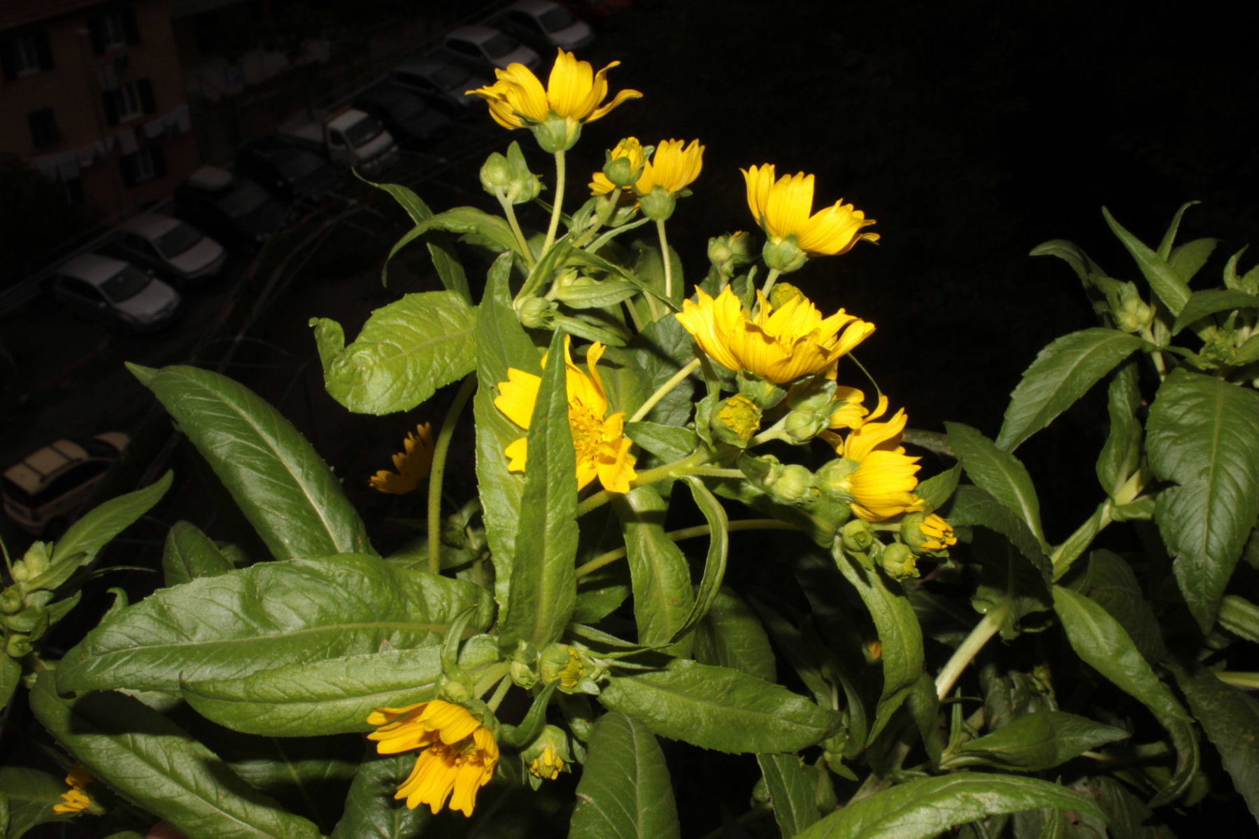 Guizotia abyssinica  / Guizotia