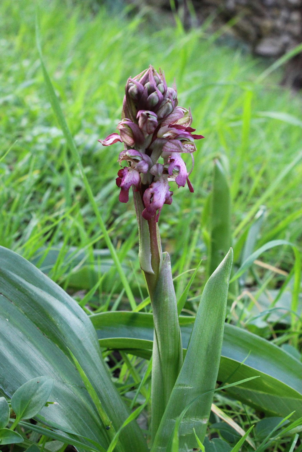 Himatoglossum robertianumGenova