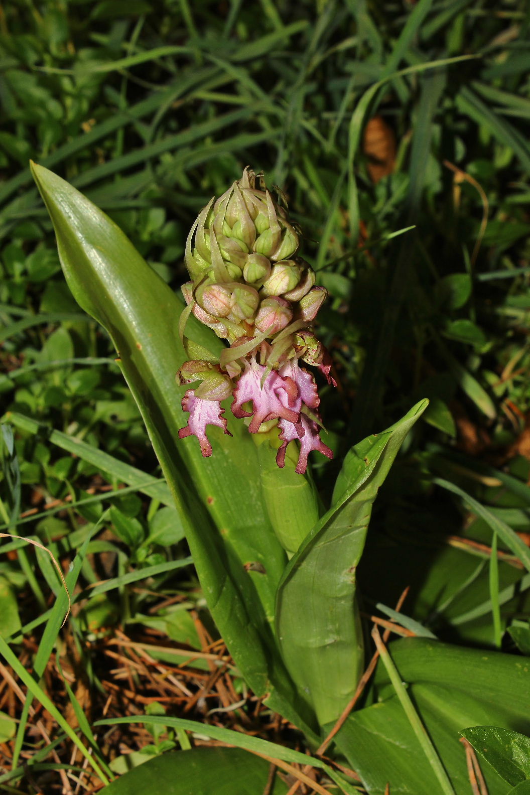 Himatoglossum robertianumGenova