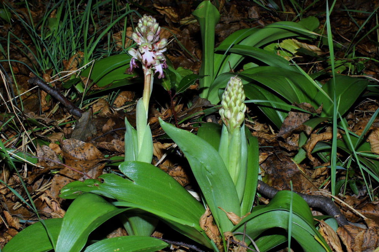 Himatoglossum robertianumGenova