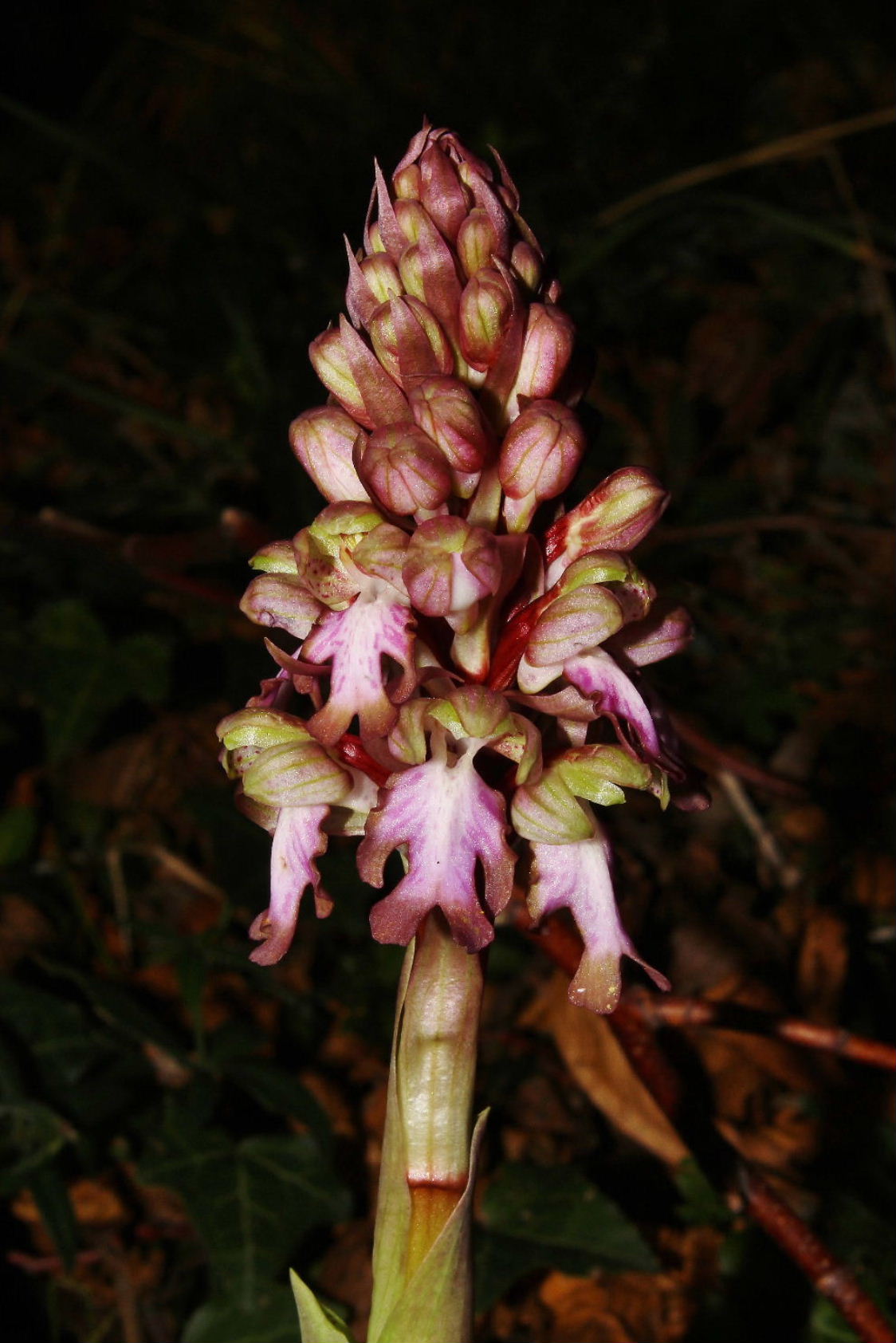 Himatoglossum robertianumGenova
